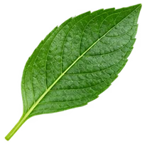 Leaf