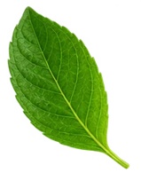 Leaf